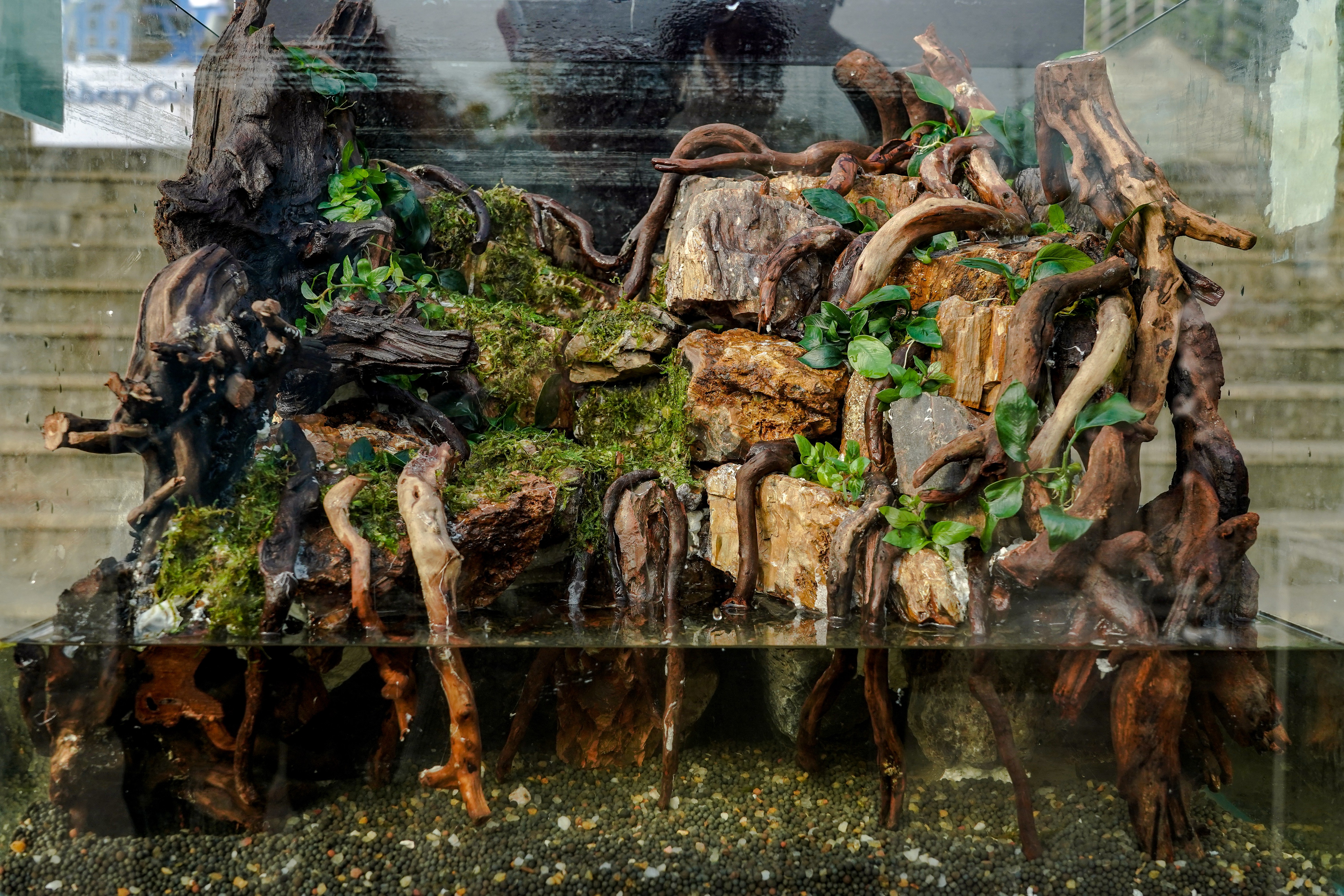 造景作品《崖洞》（香蕉视频
记者 孙一享 摄）